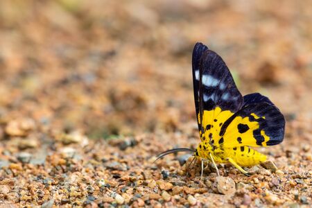 Military Dysphania Moth suck mineral in sandの写真素材