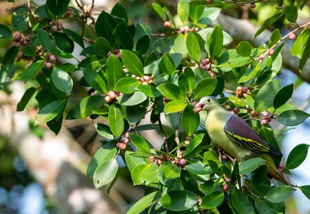 Thick-billed Green Pigeon eat fruit on treeの写真素材