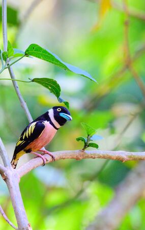 Black-and-Yellow Broadbill ( male ) perched  on tree branches at Kaeng Krachan national park,Phetchaburi , thailandの写真素材