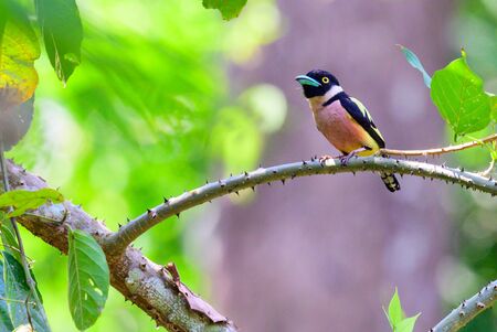 Black-and-Yellow Broadbill ( female )perched  on tree branches at Kaeng Krachan national park,Phetchaburi , thailandの写真素材