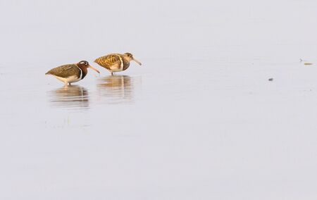Beautiful color Greater Painted-snipe during the breeding season. Looking for food in the swampの写真素材