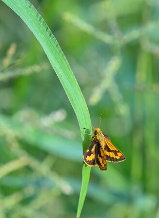 colorful Sikkim Dart butterfly spresding its wing in the morning sun on the green grass in the meadow,bangkok,thailandの写真素材