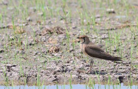 Oriental Pratincole perched near the puddle in the rice fieldsの写真素材