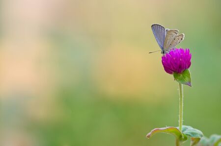Singleton  butterfly is eating nectar from the pollen of Amaranth flower in the meadowの写真素材