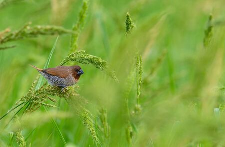 Scaly-breasted Munia that eats seeds in a green meadowの写真素材