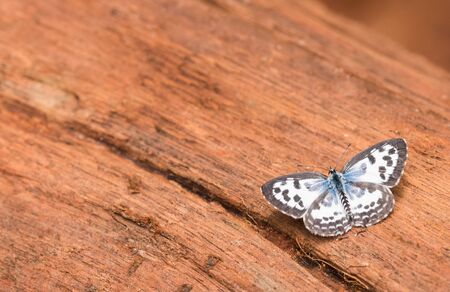 Common Pierrot spread wing wing on the wood floorの写真素材