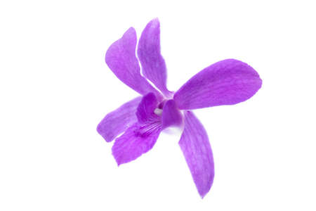 colorful purple Earsakul orchid inflorescence close upの写真素材