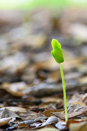 small East Indian walnut tree ( Rain tree ) growing in forest , thailandの写真素材