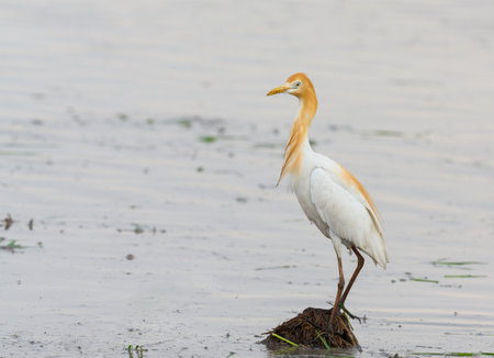 colorful Cattle egret find food in wetland , thailandの写真素材