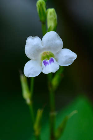 colorful blooming Ganges Primrose ( Asystasia gangetica )  flower  closeup on nature backgroundの写真素材