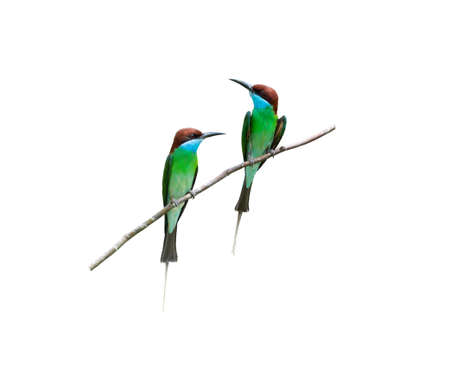 male and female Blue-throated Bee-eater ( Merops viridis)   on white background ( isolated )の写真素材