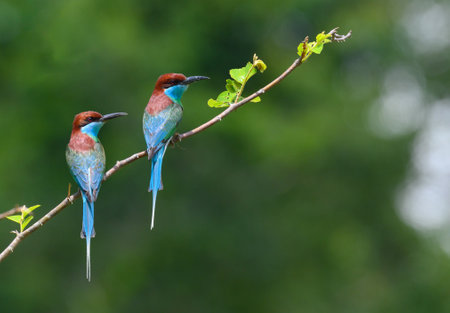 colorful two Blue-throated Bee-eater ( Merops viridis) perched on the tree branch ,Thailandの写真素材