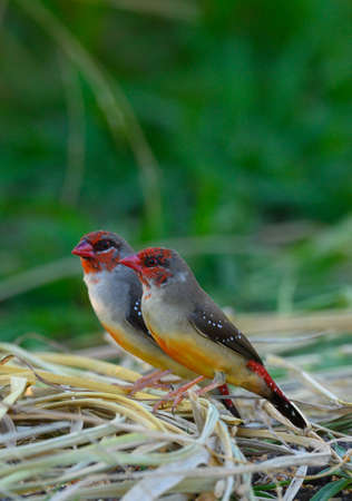 colorful Red Avadavat perched on dry grass , thailandの写真素材