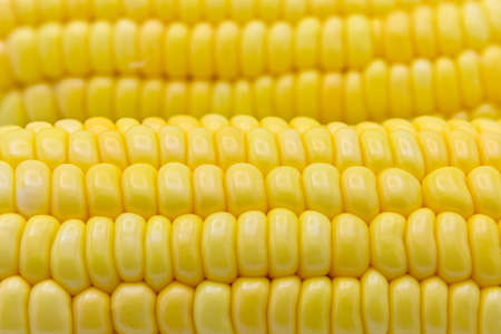 colorful ripe sweetcorn on white background closeup
