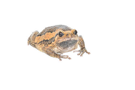 colorful banded bullfrog on white background close upの写真素材