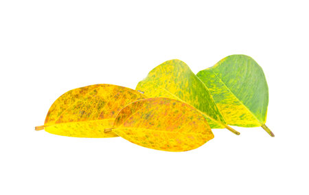 colorful leaves falling from trees  on white background,isolatedの写真素材