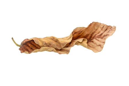 dry  leaves on white background closeup,isolatedの写真素材