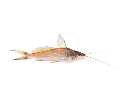 Long-fatty finned mystus (Mystus singaringan) on white background closeup , isolated