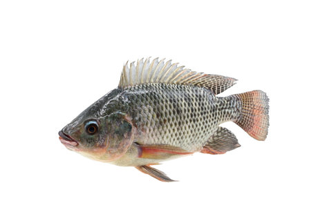 Nile tilapia(Oreochromis niloticus) on white background closeup , isolatedの写真素材