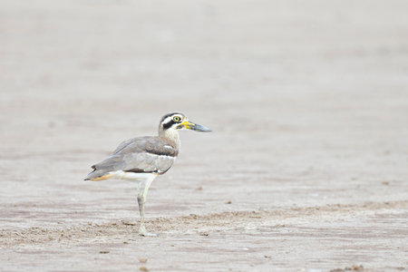 Great Thick-knee ( Esacus recurvirostris ) standing on the ground , thailand