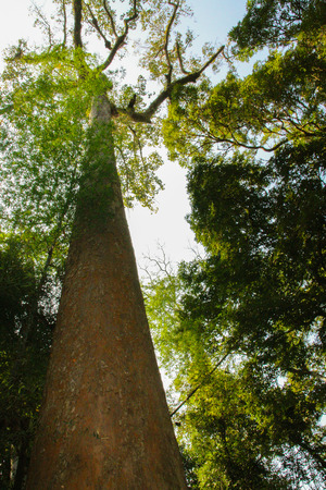 forest trees. nature green wood sunlight backgrounds.の写真素材