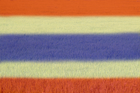 Flag of Thailand on rice fields background.の写真素材