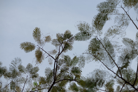 Green leaves backgroundの写真素材