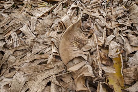 Background and texture of dry banana leaf with brown colorの写真素材