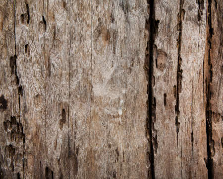 texture of wood natural backgroundの写真素材