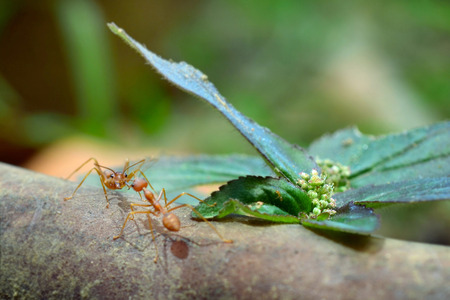 Ant tiny world Macro, selective focus environment on leaf backgroundの写真素材