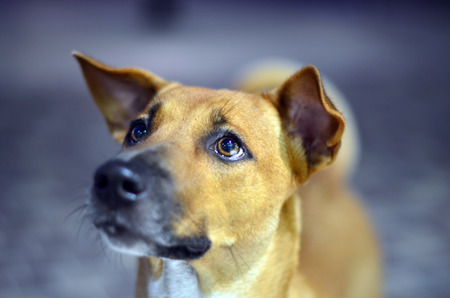 Hungry dog looking for foodowner - emotional eyeの写真素材