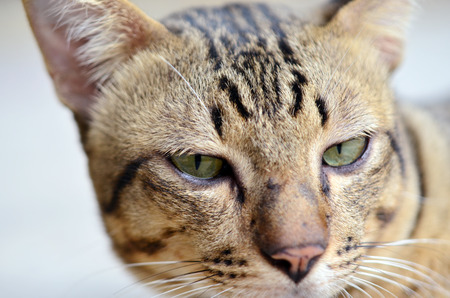 Close-up view of cat's eye Selective focus - Animal lover backgroundの写真素材