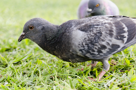 A pigeon in Chatuchak park, Bangkok Thailandの写真素材