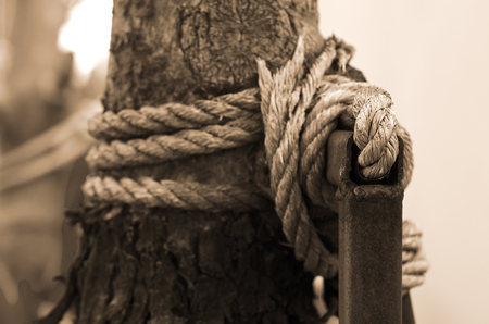 Manila rope around the tree in sepia toning Selective focusの写真素材