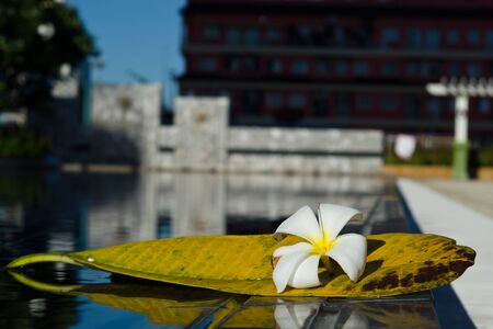 White Plumeria flower with its big leaf near swimming poolの写真素材