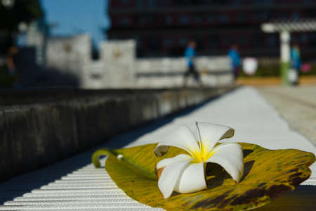 White Plumeria flower with its big leaf near swimming poolの写真素材