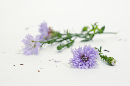 Isolated violet purple cutter flower on white backgroundの写真素材