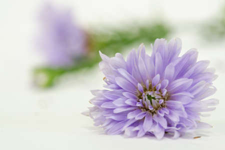 Isolated violet purple cutter flower on white backgroundの写真素材