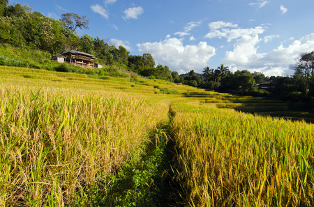 Baan Pa Bong Pieng View of rice farm and cloudy blue sky by local people in mountain, northern part of Thailandの写真素材