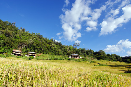 Baan Pa Bong Pieng View of rice farm and cloudy blue sky by local people in mountain, northern part of Thailandの写真素材