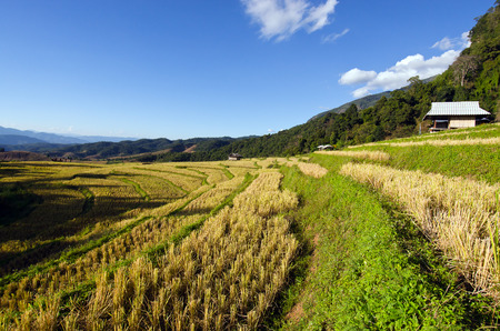 Baan Pa Bong Pieng (View of rice farm and cloudy blue sky by local people in mountain, northern part of Thailand)の写真素材