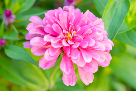 Pink cosmos flower (Science name C. Sulphureus) in Ang Khang national park Chiangmai city Thailandの写真素材