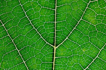 Close up view of green leaf and veins