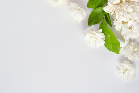 Jasmine (Other names are Jasminum, Melati, Jessamine, Oleaceae) flowers isolated on white background for graphic usageの写真素材