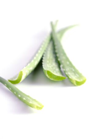 Aloe vera close-up view isolated on white backgroundの写真素材