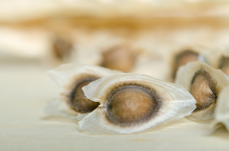 Moringa (Other names are Moringa oleifera Lam., MORINGACEAE, Futaba kom hammer, vegetable hum hum bug, bug Hoo) seed on wooden backgroundの写真素材