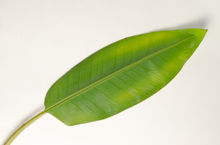 Banana (Other names are Musa banana acuminata, Musa banana balbisiana, and Musa x paradisiaca) leaf isolated on white backgroundの写真素材