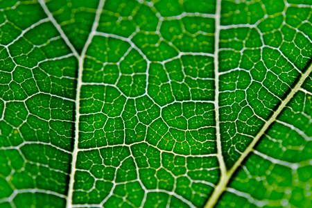 Leaf texture abstract background with closeup view on leaf veins