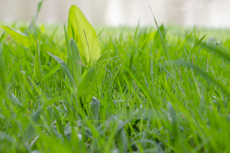 Grass background in Bhuddhamonthon garden, Nakhon Pathom, Thailandの写真素材