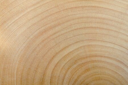 Wood pattern of half cross sectional of the big treeの写真素材
